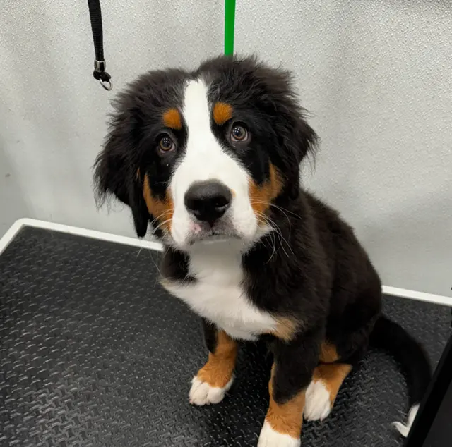 Furbubble Mobile Dog Grooming — photo from the business 12