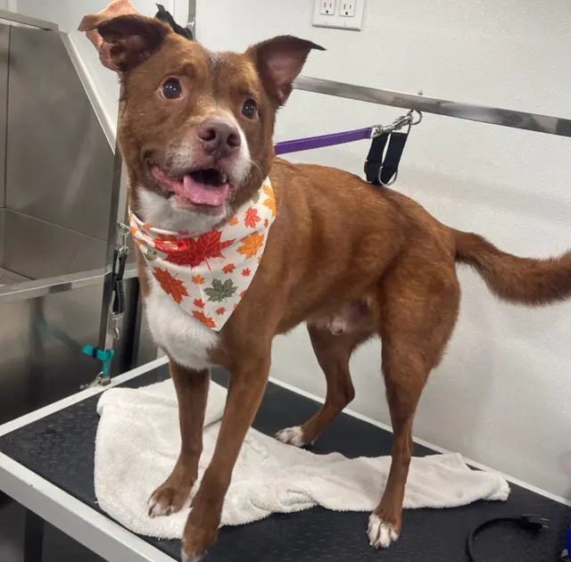 Furbubble Mobile Dog Grooming — photo from the business 3
