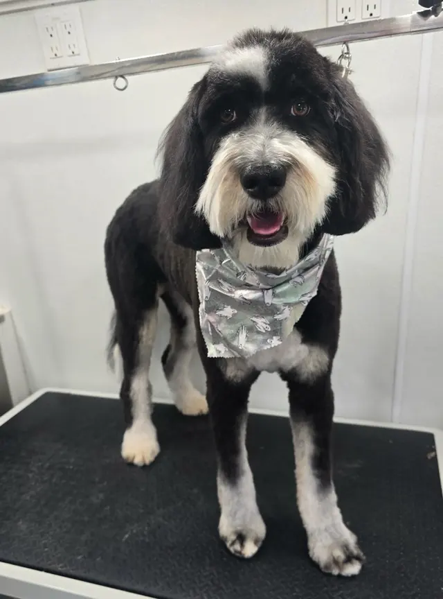 Furbubble Mobile Dog Grooming — photo from the business 7
