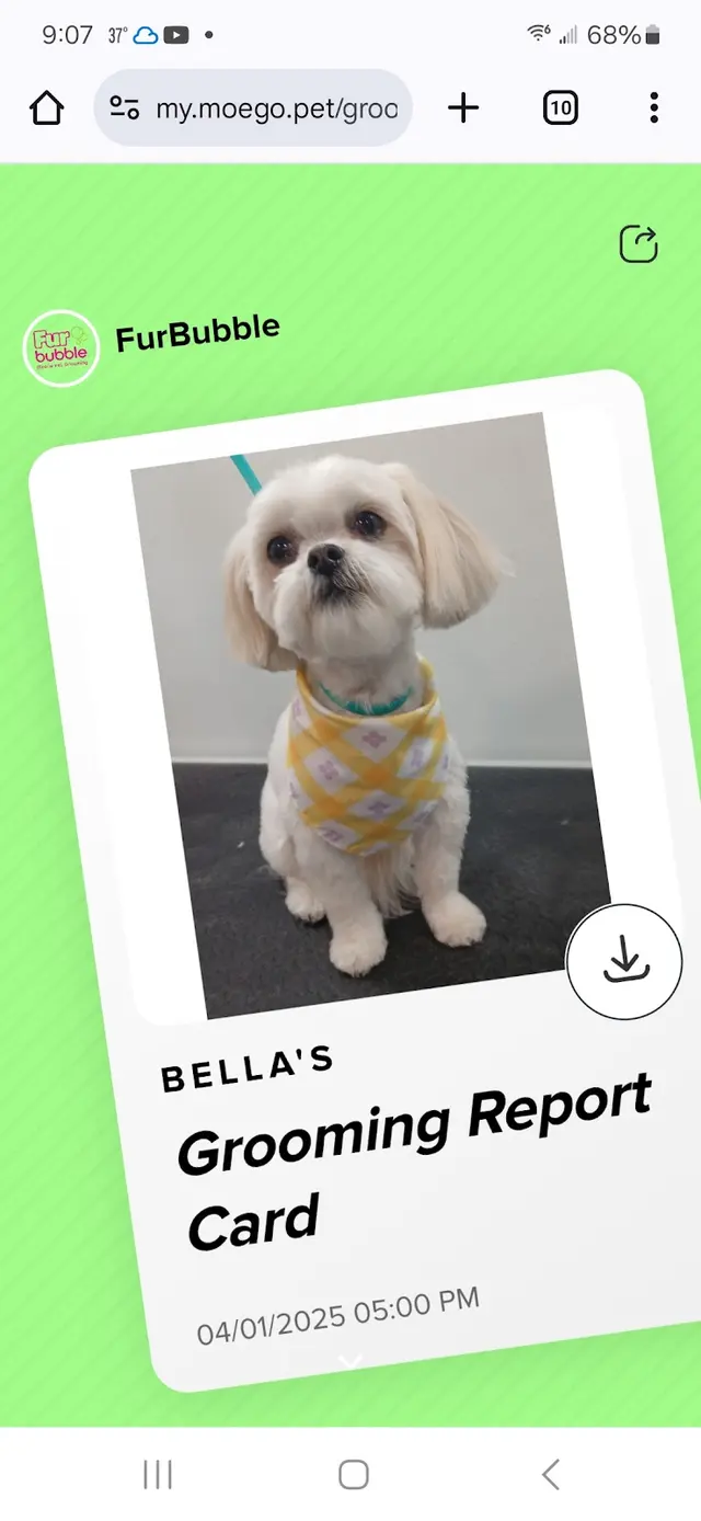 Customer photo of work by Furbubble Mobile Dog Grooming, from Tracy Fresch's review