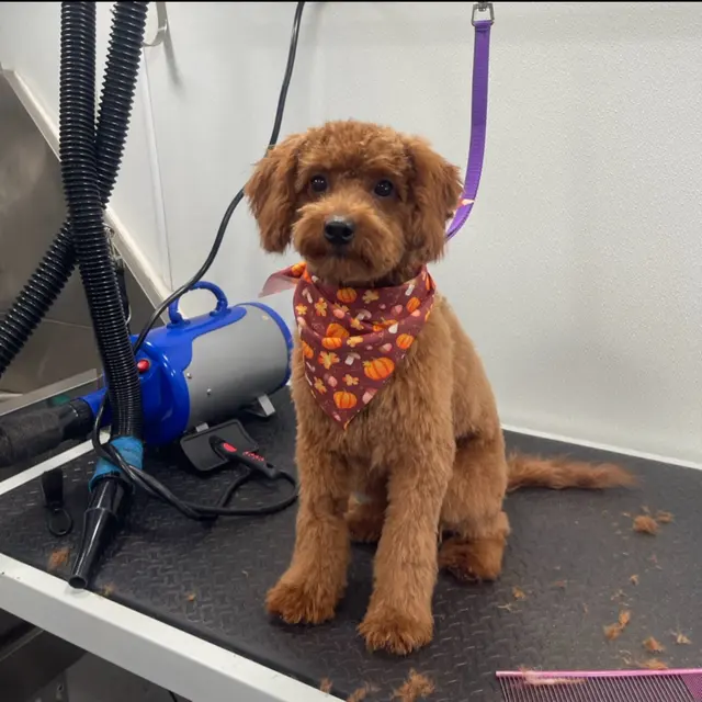 Furbubble Mobile Dog Grooming — photo from the business 9