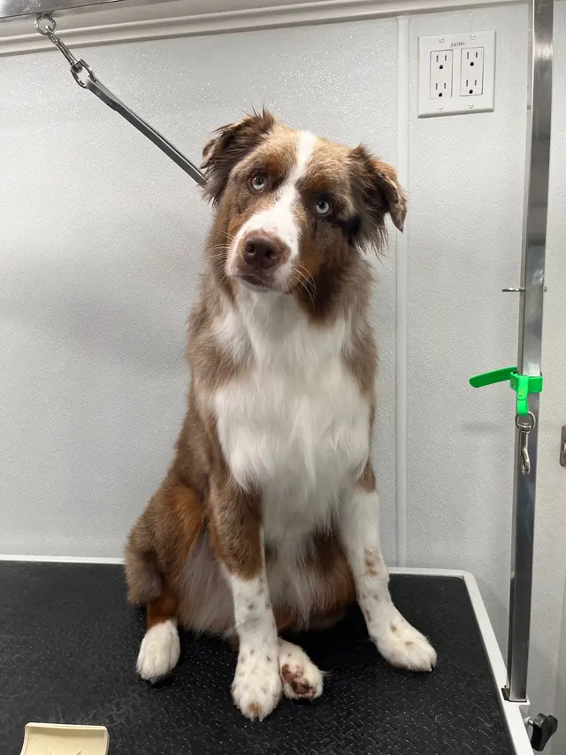 Furbubble Mobile Dog Grooming — photo from the business 5