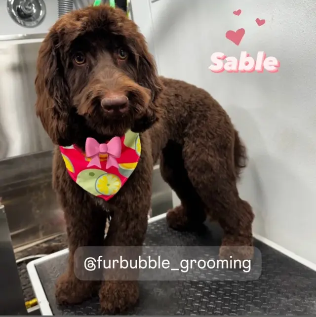 Furbubble Mobile Dog Grooming — photo from the business 6