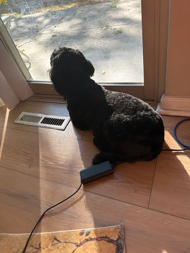 Customer photo of work by Furbubble Mobile Dog Grooming, from Tonya Dable's review