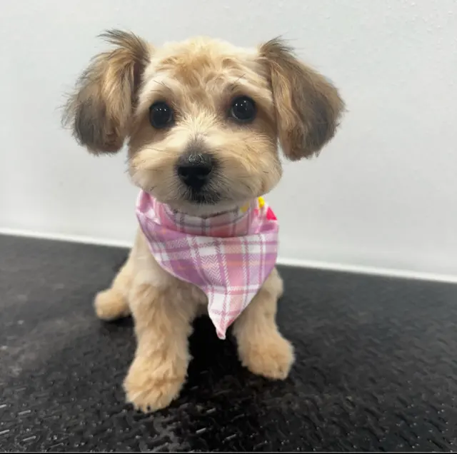 Furbubble Mobile Dog Grooming — photo from the business 11