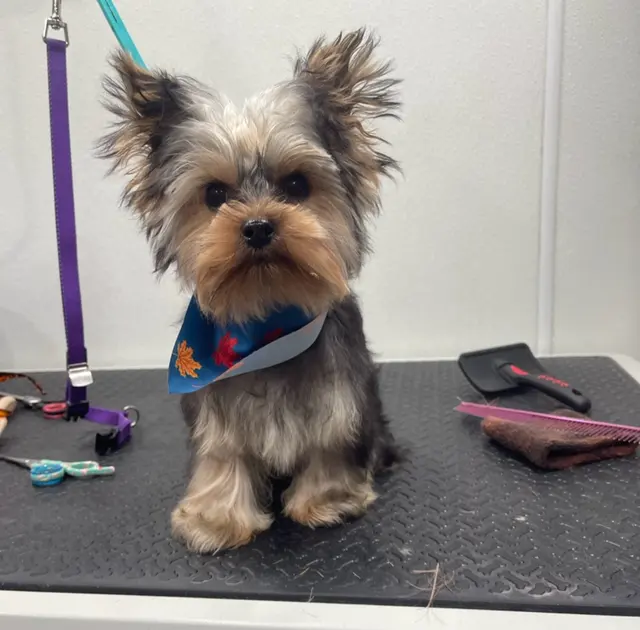 Furbubble Mobile Dog Grooming — photo from the business 8