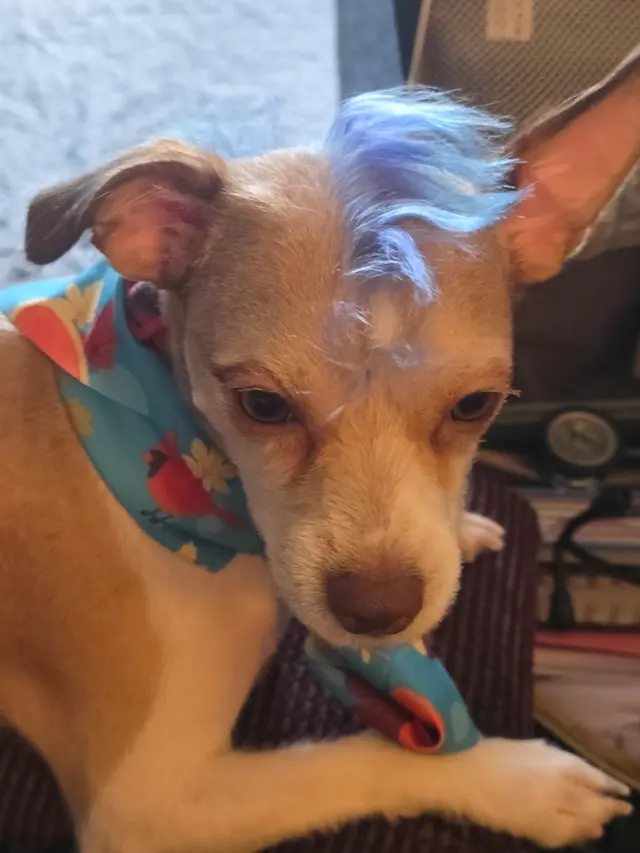 Customer photo of work by Furbubble Mobile Dog Grooming, from Chaka Johnson's review