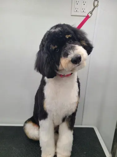 Furbubble Mobile Dog Grooming — photo from the business 10