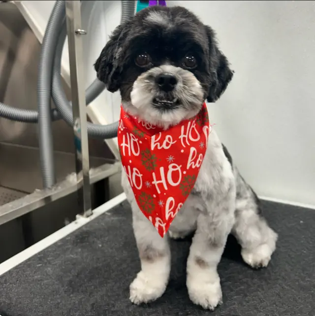 Furbubble Mobile Dog Grooming — photo from the business 4