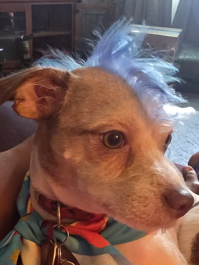 Customer photo of work by Furbubble Mobile Dog Grooming, from Chaka Johnson's review
