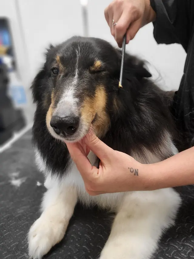 Tangled Tails Grooming Salon — photo from the business 6