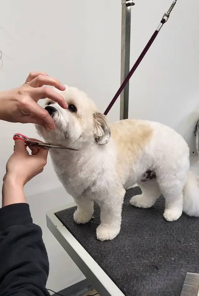 Tangled Tails Grooming Salon — photo from the business 8