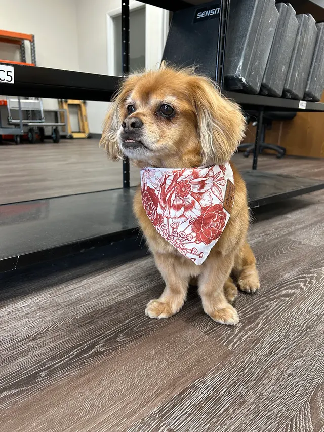Tangled Tails Grooming Salon — customer photo 3