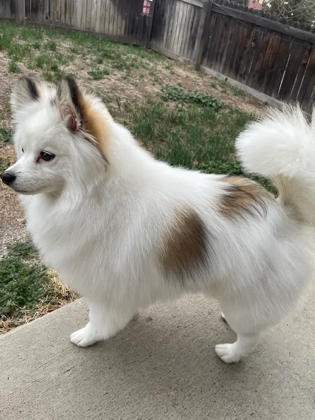 Tangled Tails Grooming Salon — customer photo 11