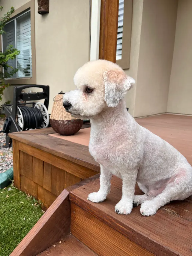 Tangled Tails Grooming Salon — customer photo 1