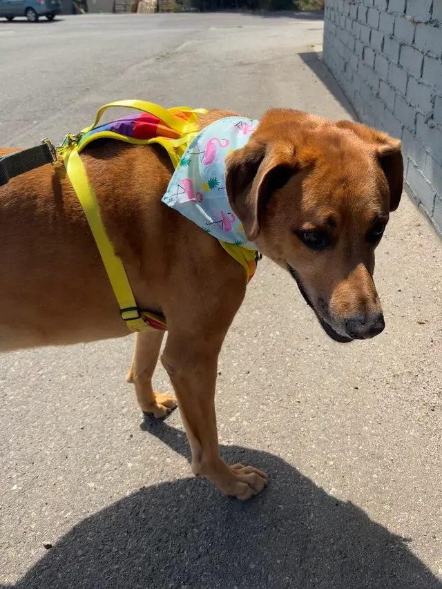 Tangled Tails Grooming Salon — customer photo 2