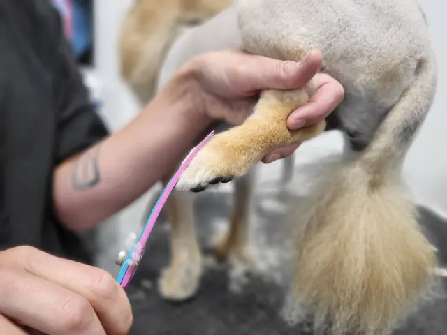 Tangled Tails Grooming Salon — photo from the business 5