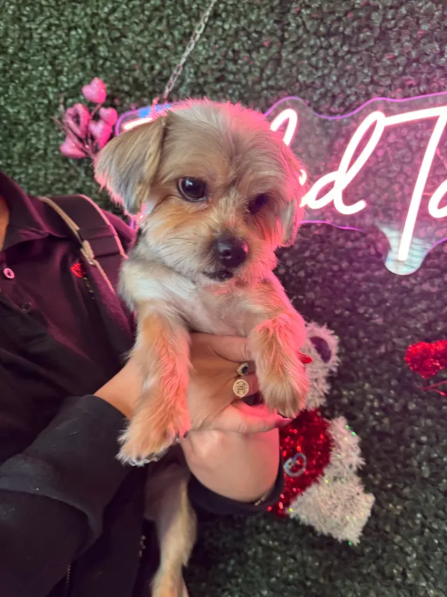 Tangled Tails Grooming Salon — customer photo 12