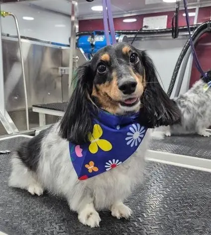 Fur Sure Grooming — photo from the business 11