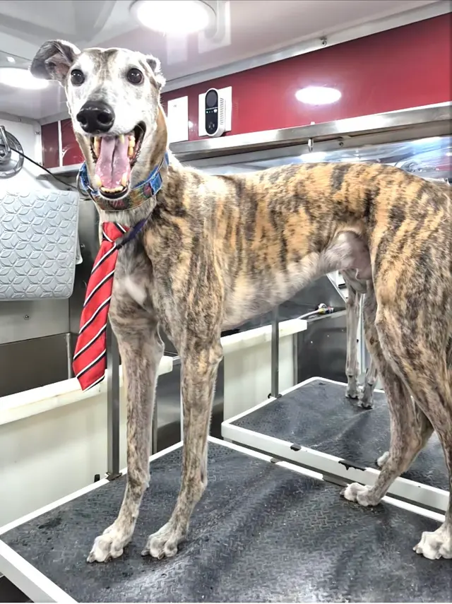 Customer photo of work by Fur Sure Grooming, from Zac Clevenger's review