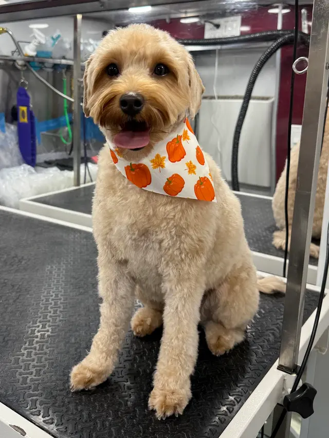 Fur Sure Grooming — photo from the business 3