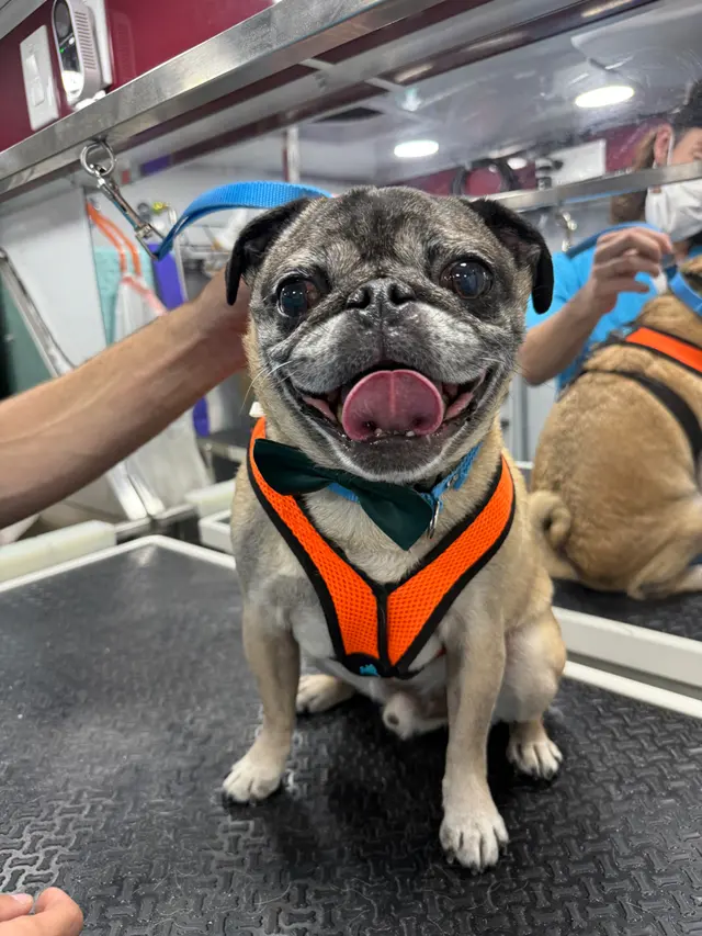 Fur Sure Grooming — customer photo 6