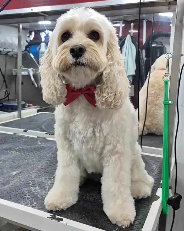 Fur Sure Grooming — photo from the business 2