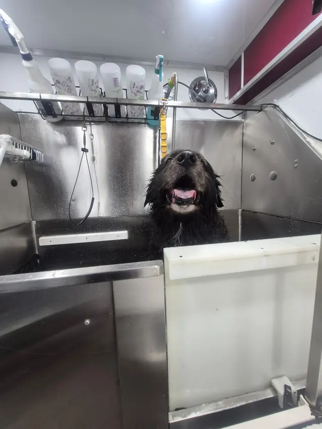 Customer photo of work by Fur Sure Grooming, from Brianna Clark's review