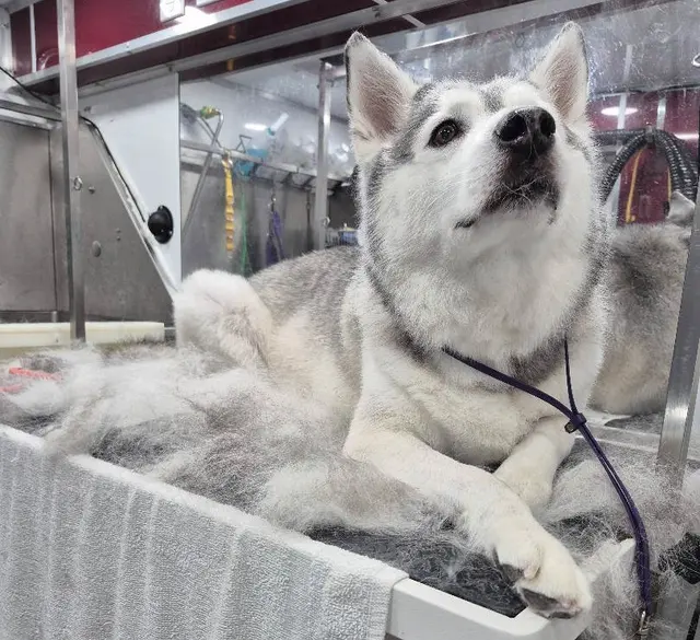 Fur Sure Grooming — photo from the business 5