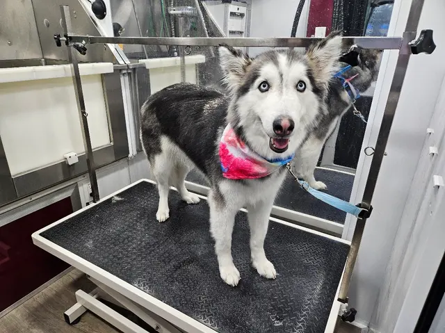 Fur Sure Grooming — customer photo 7