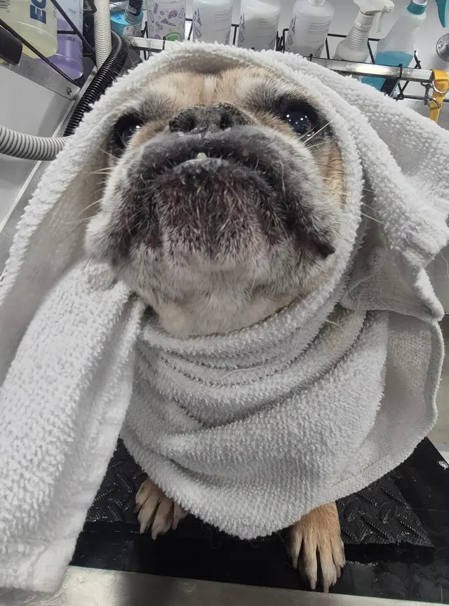Fur Sure Grooming — photo from the business 12