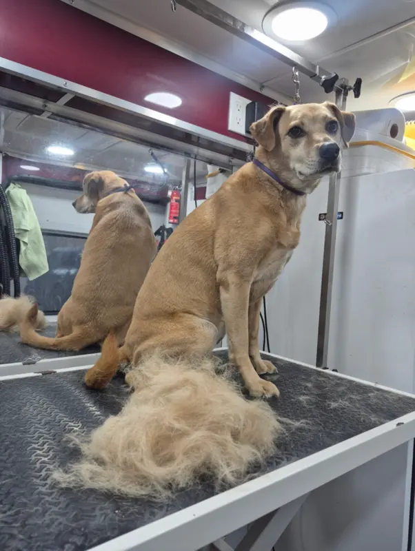 Fur Sure Grooming — customer photo 8