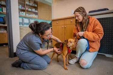 Sploot Veterinary Care - Platt Park — photo from the business 8