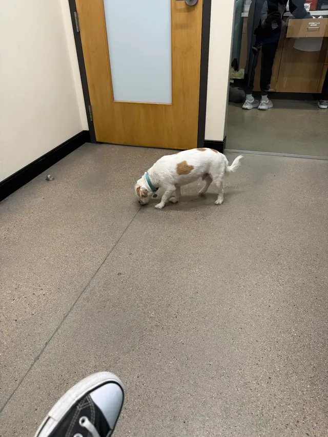 Sploot Veterinary Care - Platt Park — customer photo 12