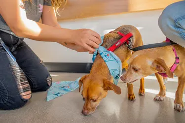 Sploot Veterinary Care - Platt Park — photo from the business 6
