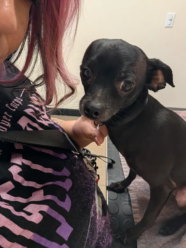Sploot Veterinary Care - Platt Park — customer photo 11