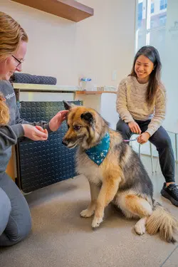 Sploot Veterinary Care - Platt Park — photo from the business 2