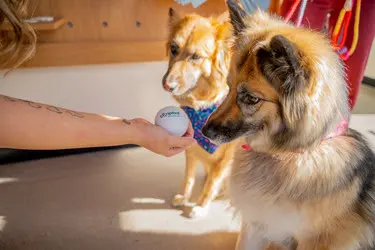 Sploot Veterinary Care - Platt Park — photo from the business 7