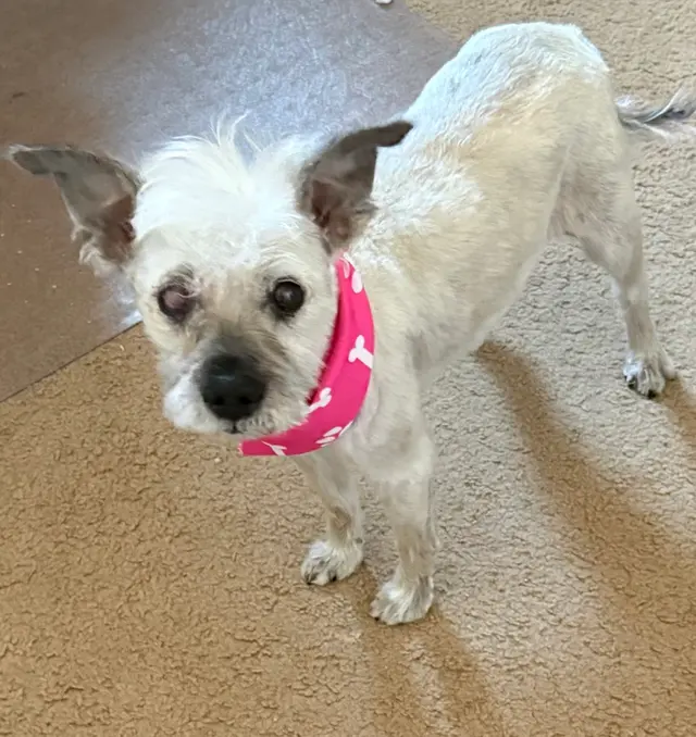 New Era Mobile Pet Grooming — customer photo 12