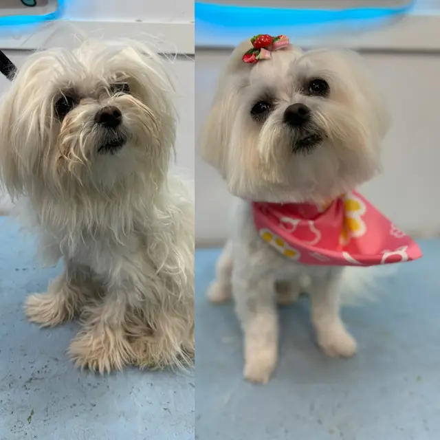 New Era Mobile Pet Grooming — photo from the business 7