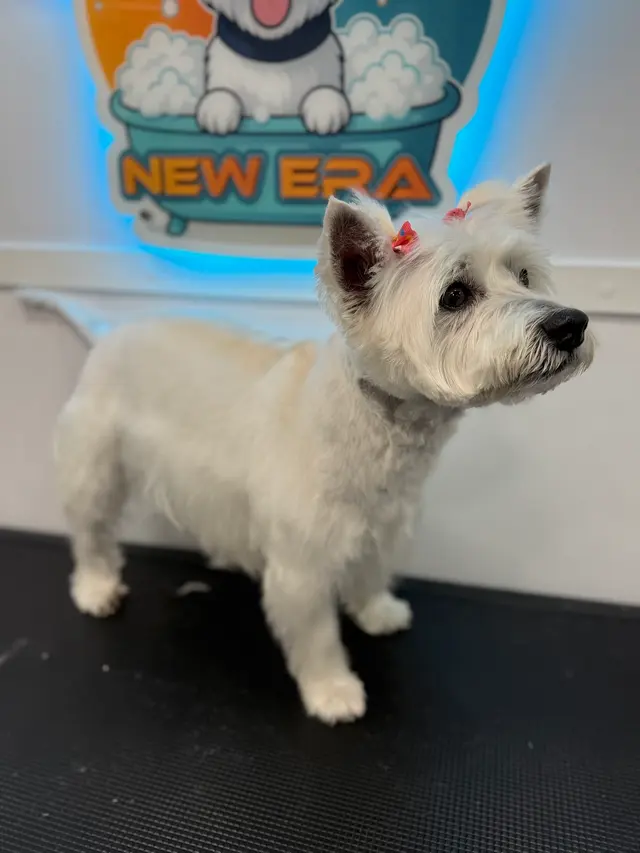 New Era Mobile Pet Grooming — photo from the business 3