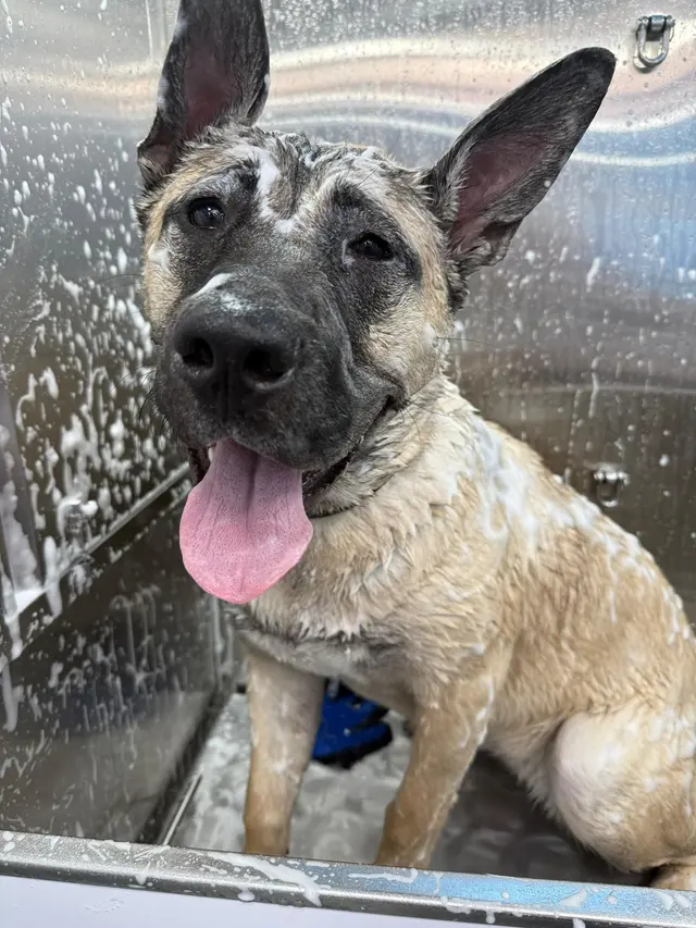 New Era Mobile Pet Grooming — photo from the business 10