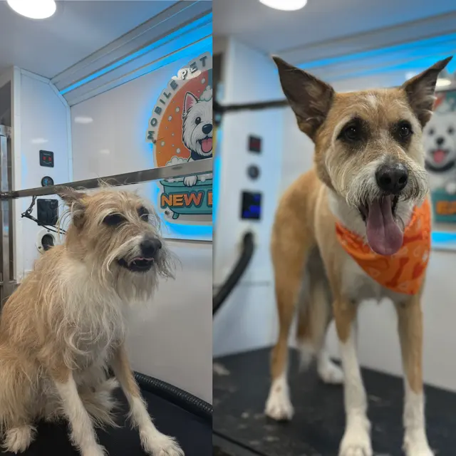 New Era Mobile Pet Grooming — photo from the business 5