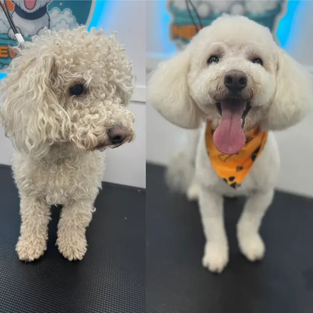 New Era Mobile Pet Grooming — photo from the business 2