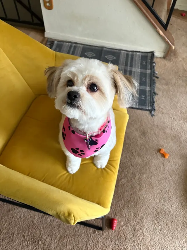 New Era Mobile Pet Grooming — customer photo 8