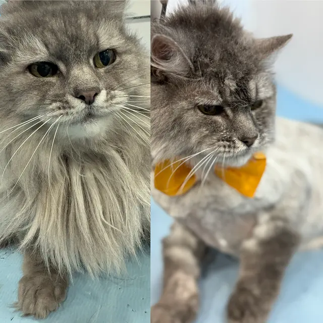 New Era Mobile Pet Grooming — photo from the business 4