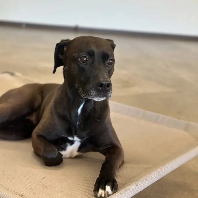 Dog Country Day School — photo from the business 9