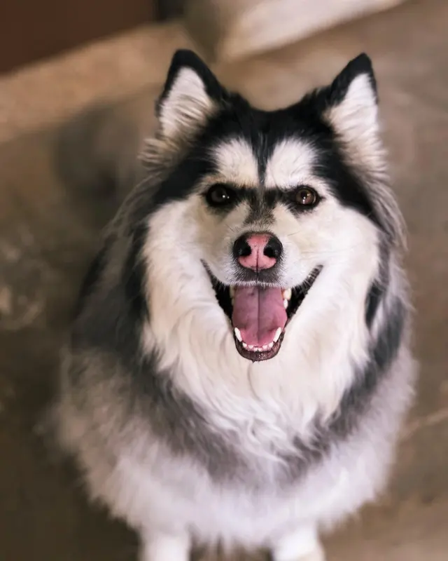 Dog Country Day School — photo from the business 10