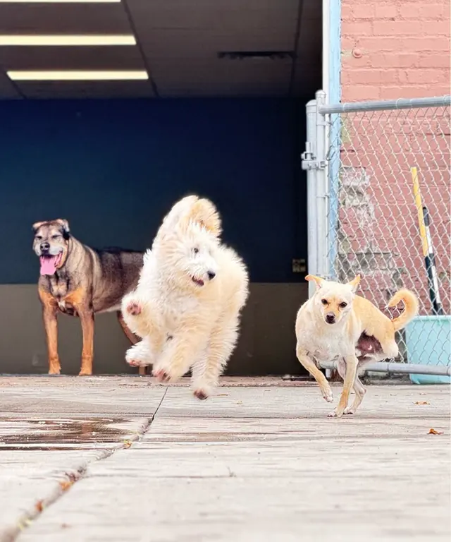 Dog Country Day School — photo from the business 8