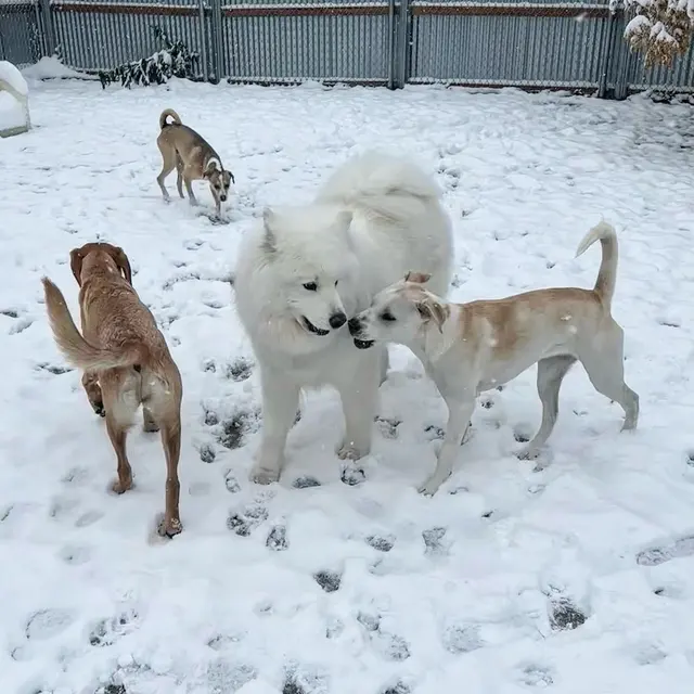 Dog Country Day School — photo from the business 11